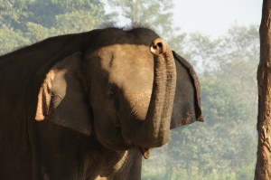 trötender Elefant