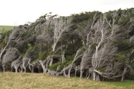 windschiefe Bäume in den Catlins